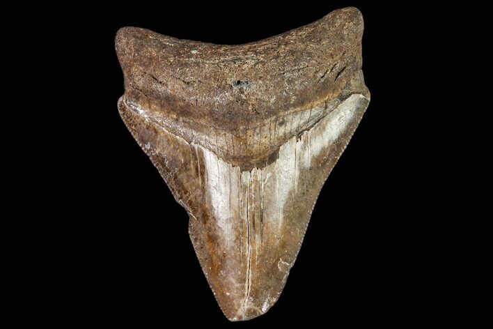 Juvenile Megalodon Tooth - North Carolina #111638